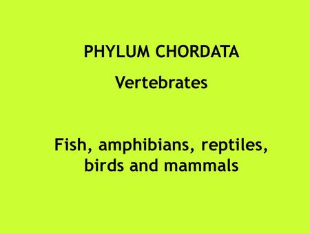 PHYLUM CHORDATA Vertebrates Fish, amphibians, reptiles, birds and mammals.