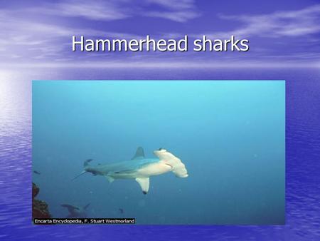 Hammerhead sharks. F. Stuart Westmorland F. Stuart Westmorland Hammerhead Shark Hammerhead Shark The hammerhead shark, distinguished by the lateral expansion.