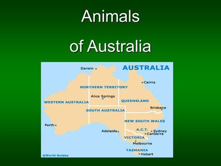 Animals of Australia. The koala The koala, herbivore marsupial, is the mammal the most important of Austalia with the kangaroo. It’s a species which drink.