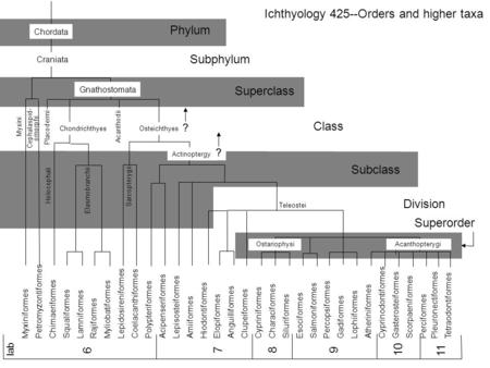 Ichthyology 425--Orders and higher taxa Phylum