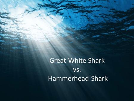 Great White Shark vs. Hammerhead Shark Great White Shark Great White Sharks are the largest predatory fish in the sea. The Great White Shark lives for.