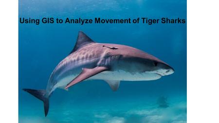 Using GIS to Analyze Movement of Tiger Sharks. Shark Tags SPOT  PAT.