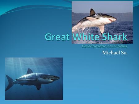 Michael Su. White Shark Profile KingdomPhylumClassOrderFamilyGenusSpecies AnimaliaChordataChondrichthyesLamniformesLamnidaeCarcharodonCarcharias Scientific.