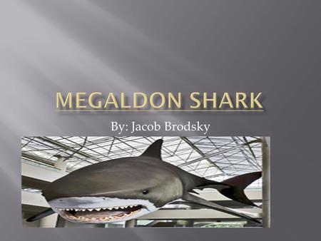 By: Jacob Brodsky. Megaldon Shark! This man eating beast was believed to be extinct 60 million years ago. It is said that a megaldon could still exist.