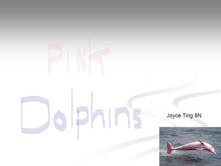 Joyce Ting 8N. What are Pink dolphins Pink dolphins are a rare type of animal, you can hardly find it in a lot of places. This type of sea animal is a.