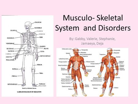 Musculo- Skeletal System and Disorders By: Gabby, Valerie, Stephanie, Jamaeya, Deja.