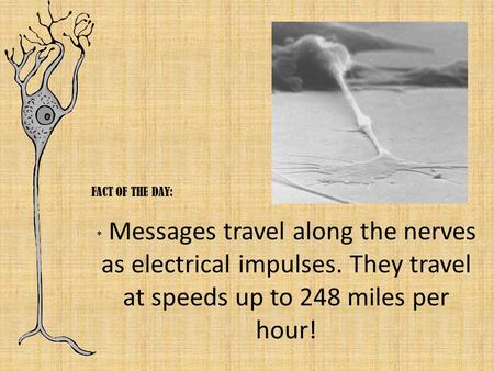 FACT OF THE DAY: * Messages travel along the nerves as electrical impulses. They travel at speeds up to 248 miles per hour!