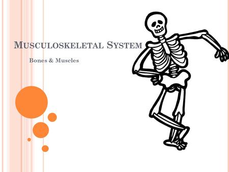 M USCULOSKELETAL S YSTEM Bones & Muscles. THE SKELETAL SYSTEM All of the bones in the body and the tissues (tendons, ligament, and cartilage) that connect.