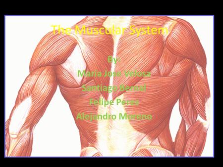 The Muscular System By: Maria Jose Velosa Santiago Bernal Felipe Perez Alejandro Moreno.