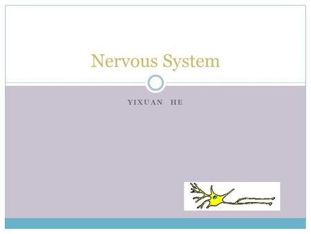 YIXUAN HE Nervous System. Function Coordinates the voluntary and involuntary actions of the animal and transmits signals between different parts of its.