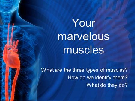 Your marvelous muscles What are the three types of muscles? How do we identify them? What do they do?