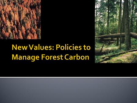  November 12 - forest carbon 1, Tutorial 4  November 14 – carbon (cont)  Brief due  November 18 (Monday) – EBM simulation  November 19 (Lecture)