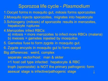 Sporozoa life cycle - Plasmodium 1.Oocyst forms in mosquito gut, mitosis forms sporozoites 2.Mosquito injects sporozoites, migrates into hepatocyte 3.Schizogeny.