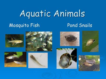 Aquatic Animals Mosquito Fish Pond Snails.