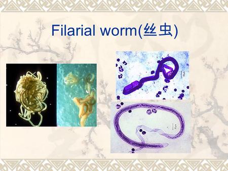 Filarial worm(丝虫).