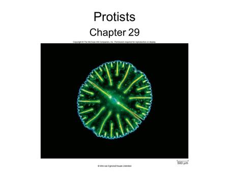 Protists Chapter 29. 2 Eukaryotic Origins Eukaryotic cells differ from prokaryotes –Presence of a cytoskeleton –Compartmentalization (nucleus and organelles)