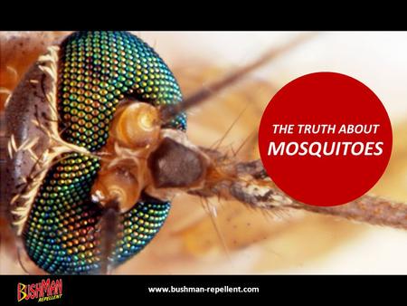 MOSQUITOES THE TRUTH ABOUT www.bushman-repellent.com.