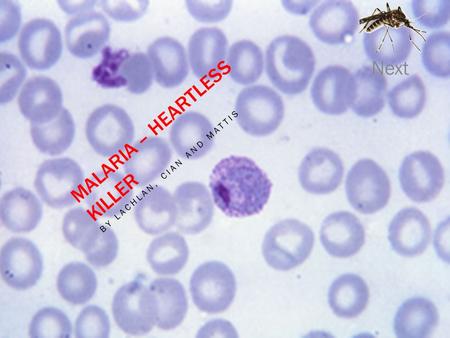 MALARIA – HEARTLESS KILLER BY LACHLAN, CIAN AND MATTIS Next.