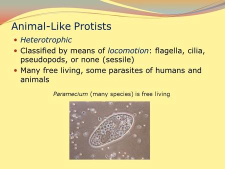 Paramecium (many species) is free living