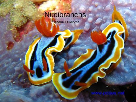 Nudibranchs Tishana Lawhorne. Nudribranchia Their scientific name, Nudibranchia, means naked gills, and describes the feathery gills and horns that most.