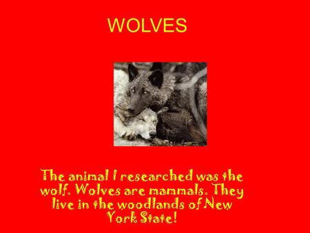 WOLVES The animal I researched was the wolf. Wolves are mammals. They live in the woodlands of New York State!