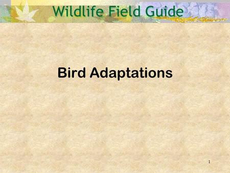 Bird Adaptations.