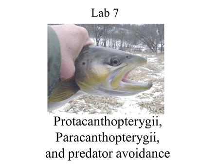 Protacanthopterygii, Paracanthopterygii, and predator avoidance Lab 7.