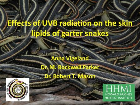 Effects of UVB radiation on the skin lipids of garter snakes Anna Vigeland Dr. M. Rockwell Parker Dr. Robert T. Mason.