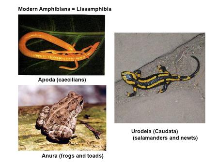 Modern Amphibians = Lissamphibia Urodela (Caudata) (salamanders and newts) Apoda (caecilians) Anura (frogs and toads)