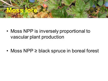 Moss lore Moss NPP is inversely proportional to vascular plant production Moss NPP ≥ black spruce in boreal forest.
