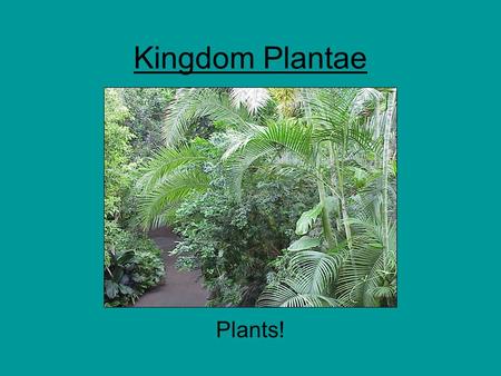 Kingdom Plantae Plants!. Plants Eukaryotic Multicellular Autotrophic (mostly) –Photosynthesis Alternation of Generations –Sporic Life Cycle –Gametophyte.