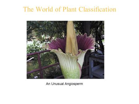 The World of Plant Classification An Unusual Angiosperm.