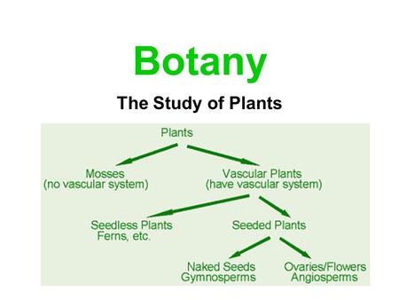 Botany The Study of Plants. Kingdom Plantae General Characteristics Contain Chlorophyll a Multicellular Made up of Eukaryotic Cells Photosynthetic Autotrophs.