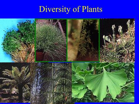 Diversity of Plants. Features of plants Photosynthetic with Chlorophylls a and b and carotene accessory pigment cellulose cell walls carbohydrate storage.