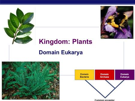AP Biology 2007-2008 Domain Bacteria Domain Archaea Domain Eukarya Common ancestor Kingdom: Plants Domain Eukarya.