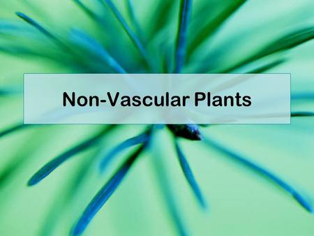 Non-Vascular Plants.
