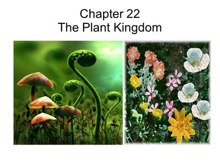 Chapter 22 The Plant Kingdom