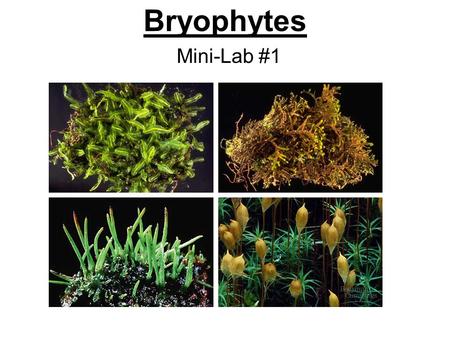 Bryophytes Mini-Lab #1.