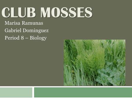 CLUBMOSSES CLUB MOSSES Marisa Ramunas Gabriel Dominguez Period 8 – Biology.