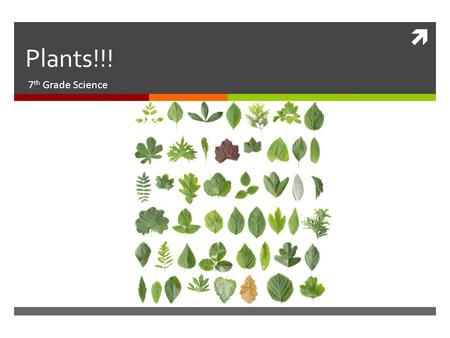 Plants!!! 7th Grade Science.