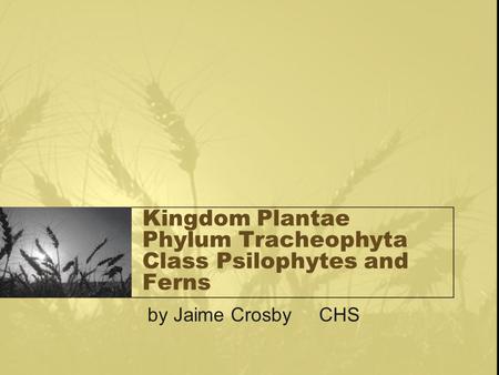 Kingdom Plantae Phylum Tracheophyta Class Psilophytes and Ferns