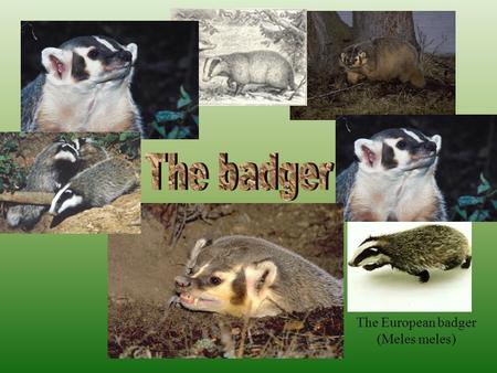 The European badger (Meles meles). criteria food interesting facts badger‘s burrow spreading Card of burrow reproduction.