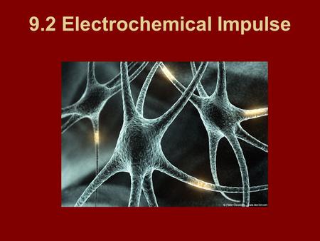 9.2 Electrochemical Impulse