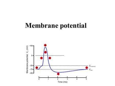 Membrane potential. definition It is the difference in electrical potential between the two sides of the membrane surface under resting conditions. The.