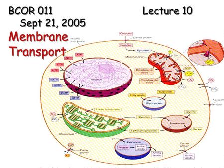 BCOR 011 Lecture 10 Sept 21, 2005 Membrane Transport BCOR 011 Lecture 10 Sept 21, 2005 Membrane Transport.
