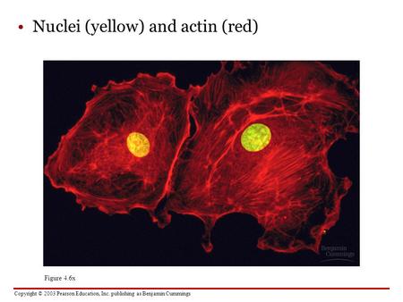 Nuclei (yellow) and actin (red)
