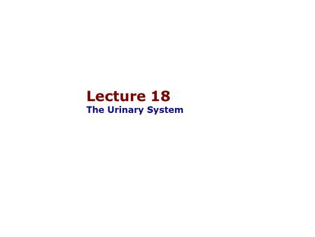 Lecture 18 The Urinary System. 5 Functions of the Urinary System 1.Regulate blood volume and blood pressure:  by adjusting volume of water lost in urine.