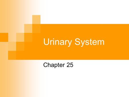 Urinary System Chapter 25.
