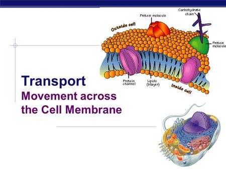 Transport Movement across the Cell Membrane