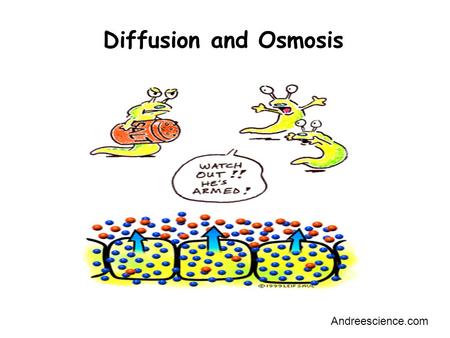 Diffusion and Osmosis Andreescience.com. Outline Learn the concepts of: –Passive Transport –Active Transport –Diffusion –Osmosis Observe Diffusion –How.